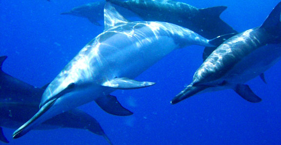 Dolphins